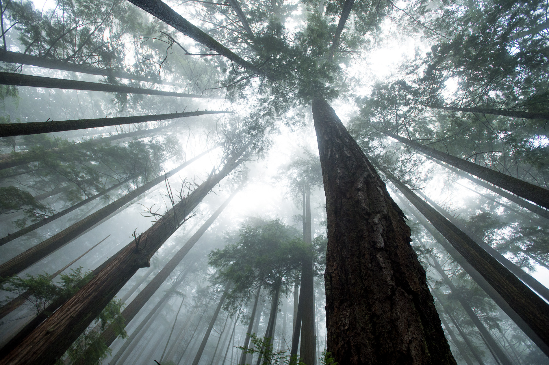 Mosquito Creek, North Vancouver, BC